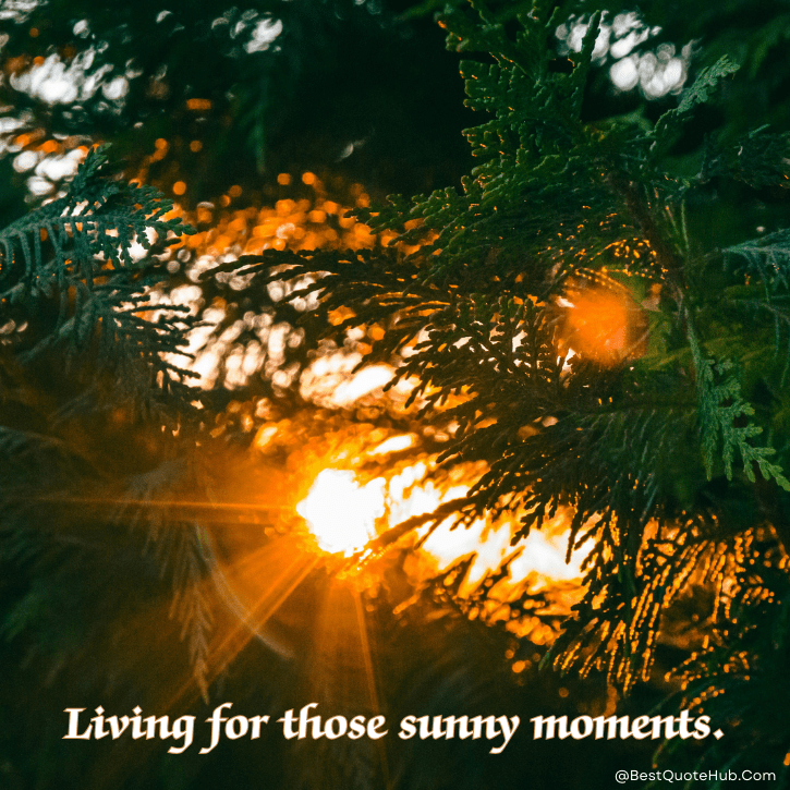 sunshine quotes for Instagram, morning sunshine quotes, short sunshine quotes, cute sunshine quotes, uplifting sunshine quotes, positive morning quotes, happy sunshine quotes, sunshine captions for Instagram