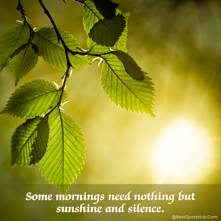 sunshine quotes for Instagram, morning sunshine quotes, short sunshine quotes, cute sunshine quotes, uplifting sunshine quotes, positive morning quotes, happy sunshine quotes, sunshine captions for Instagram